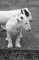 Down By Law - Bull Terrier - Portée née le 07/11/2013