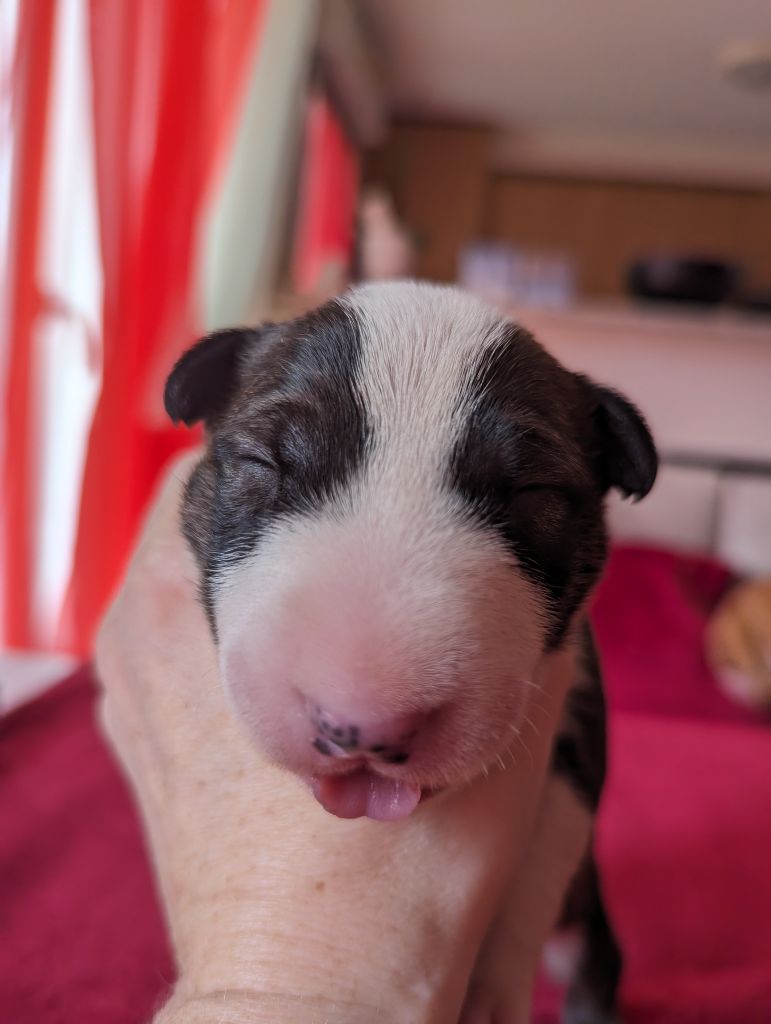 Down By Law - Chiot disponible  - Bull Terrier