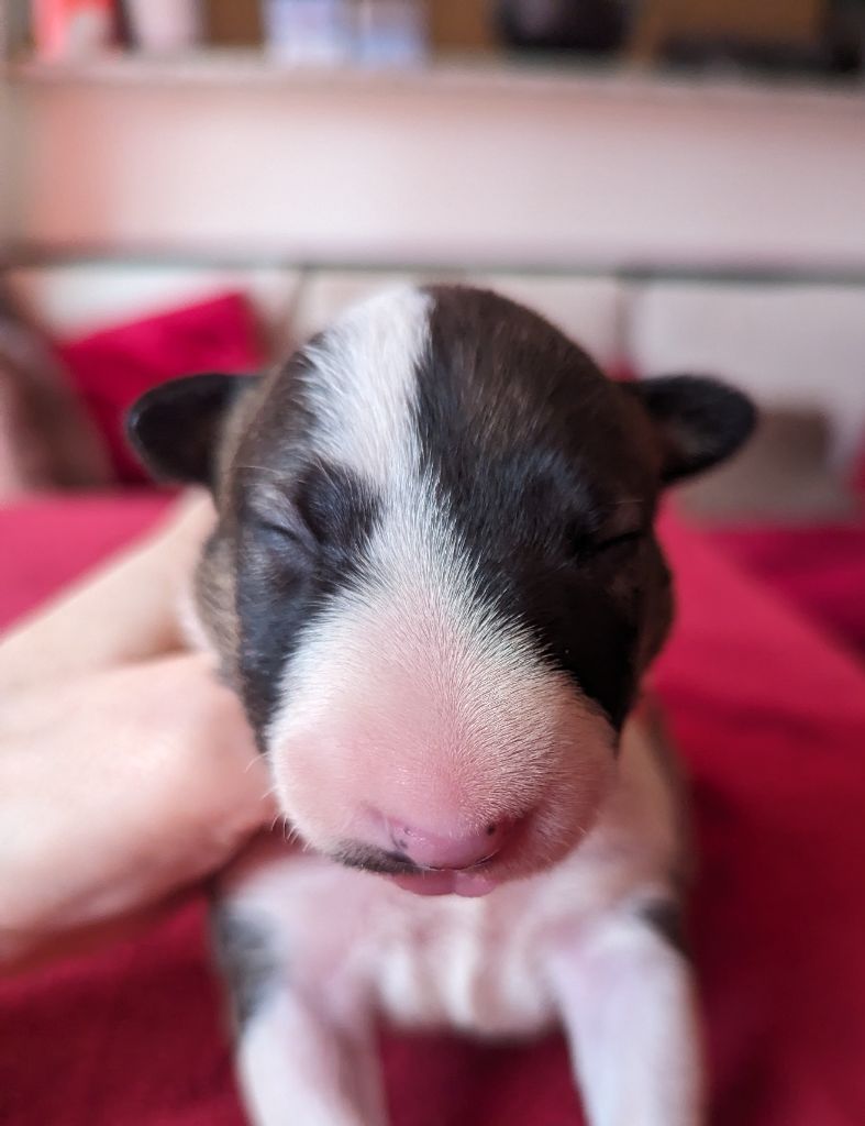 Down By Law - Chiot disponible  - Bull Terrier