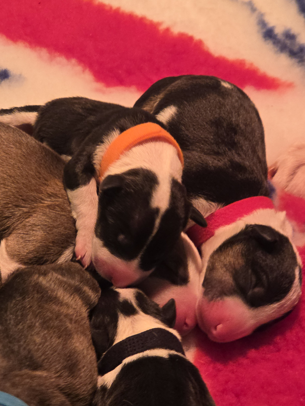 Chiot Bull Terrier Down By Law