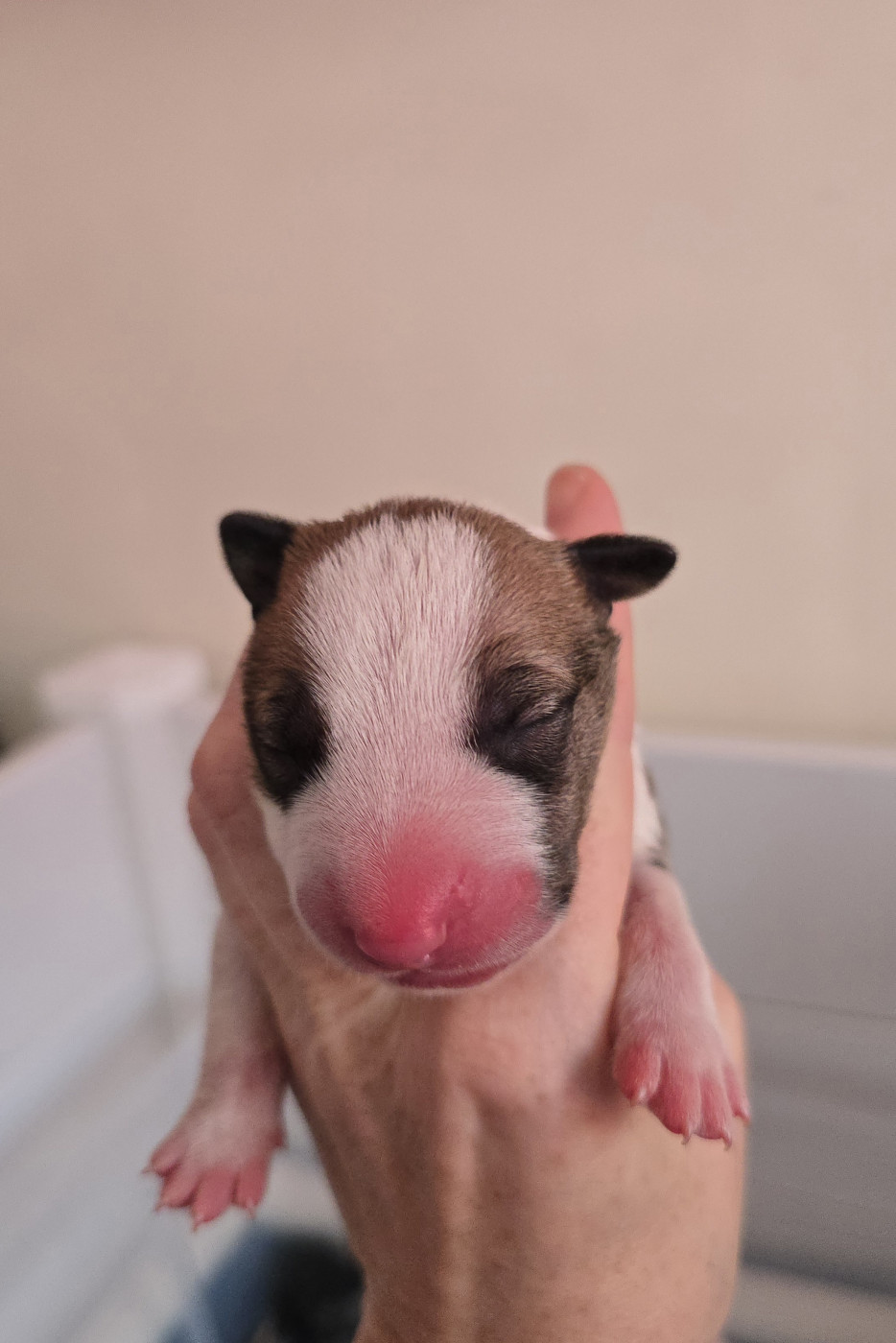 Down By Law - Chiots disponibles - Bull Terrier