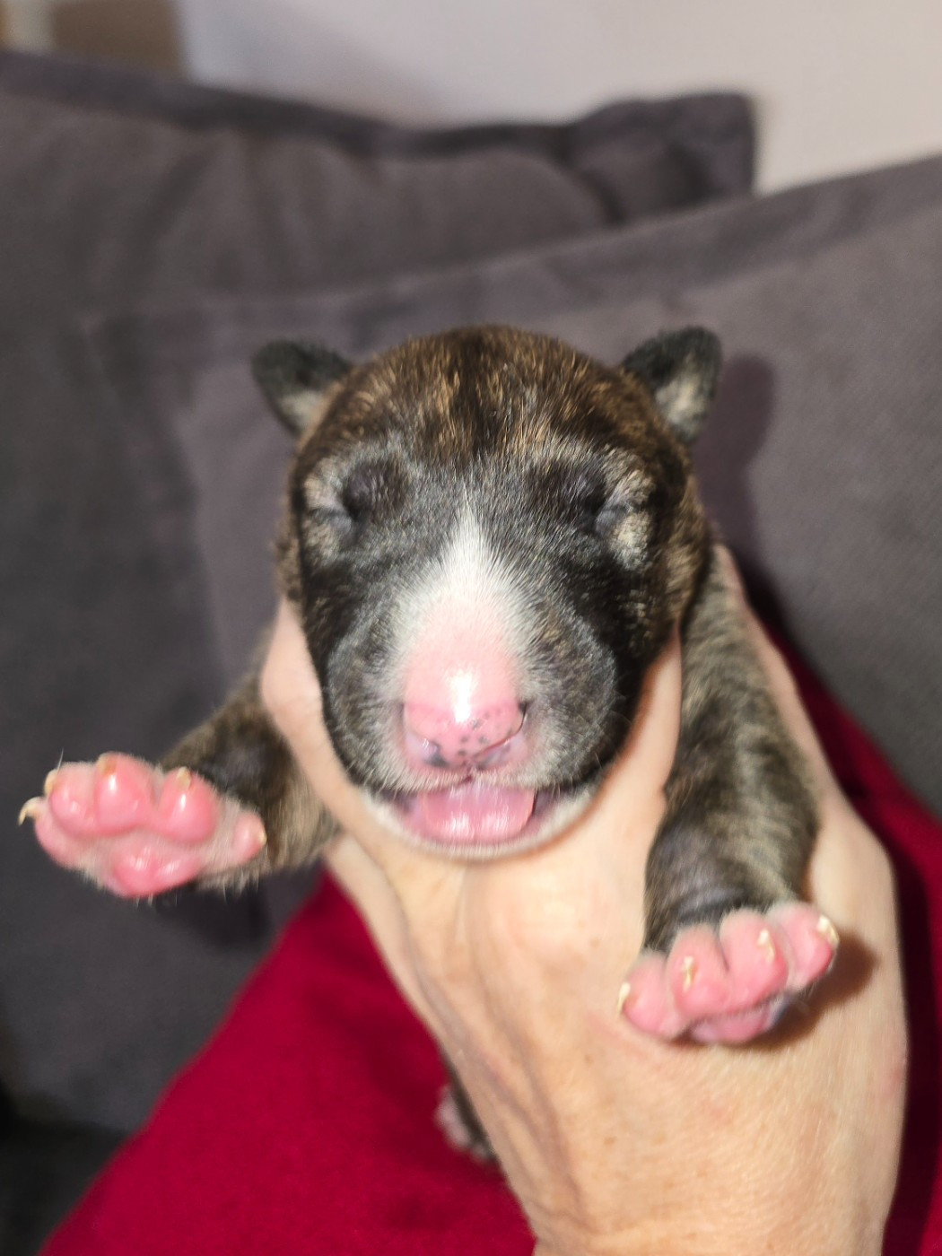 Down By Law - Chiots disponibles - Bull Terrier