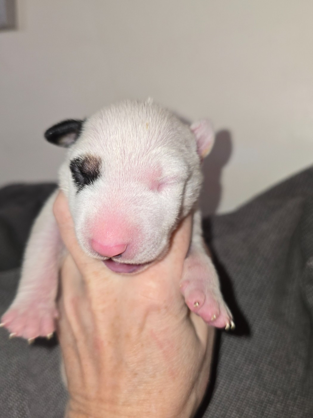 Down By Law - Chiots disponibles - Bull Terrier