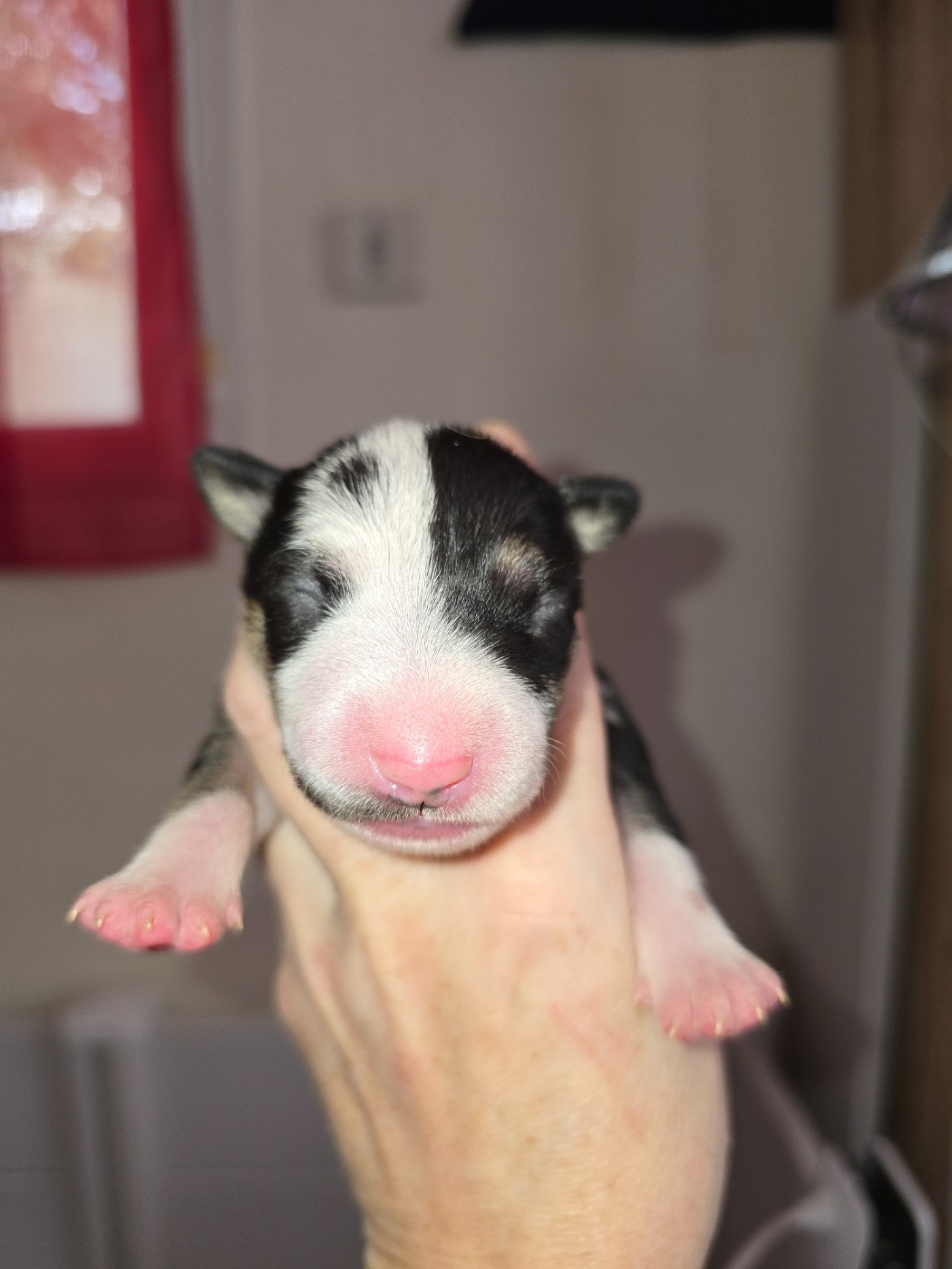 Down By Law - Chiots disponibles - Bull Terrier