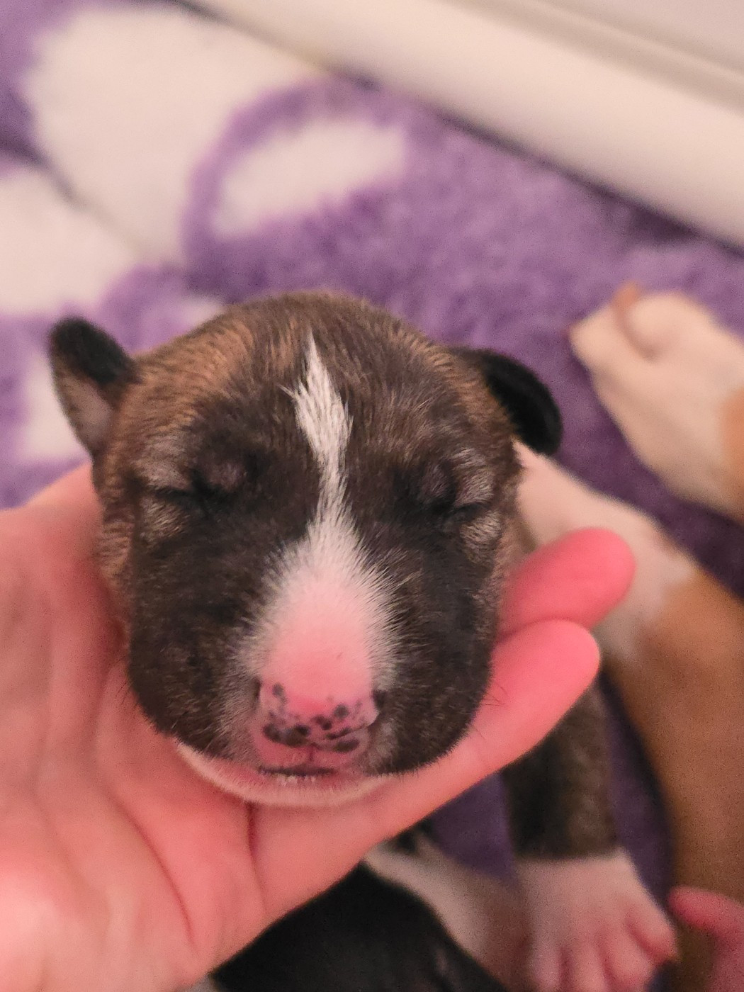 Down By Law - Chiots disponibles - Bull Terrier