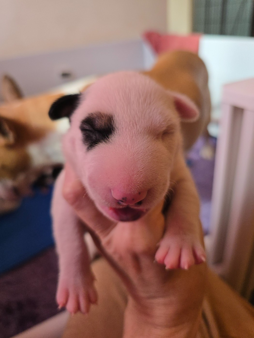 Down By Law - Chiots disponibles - Bull Terrier