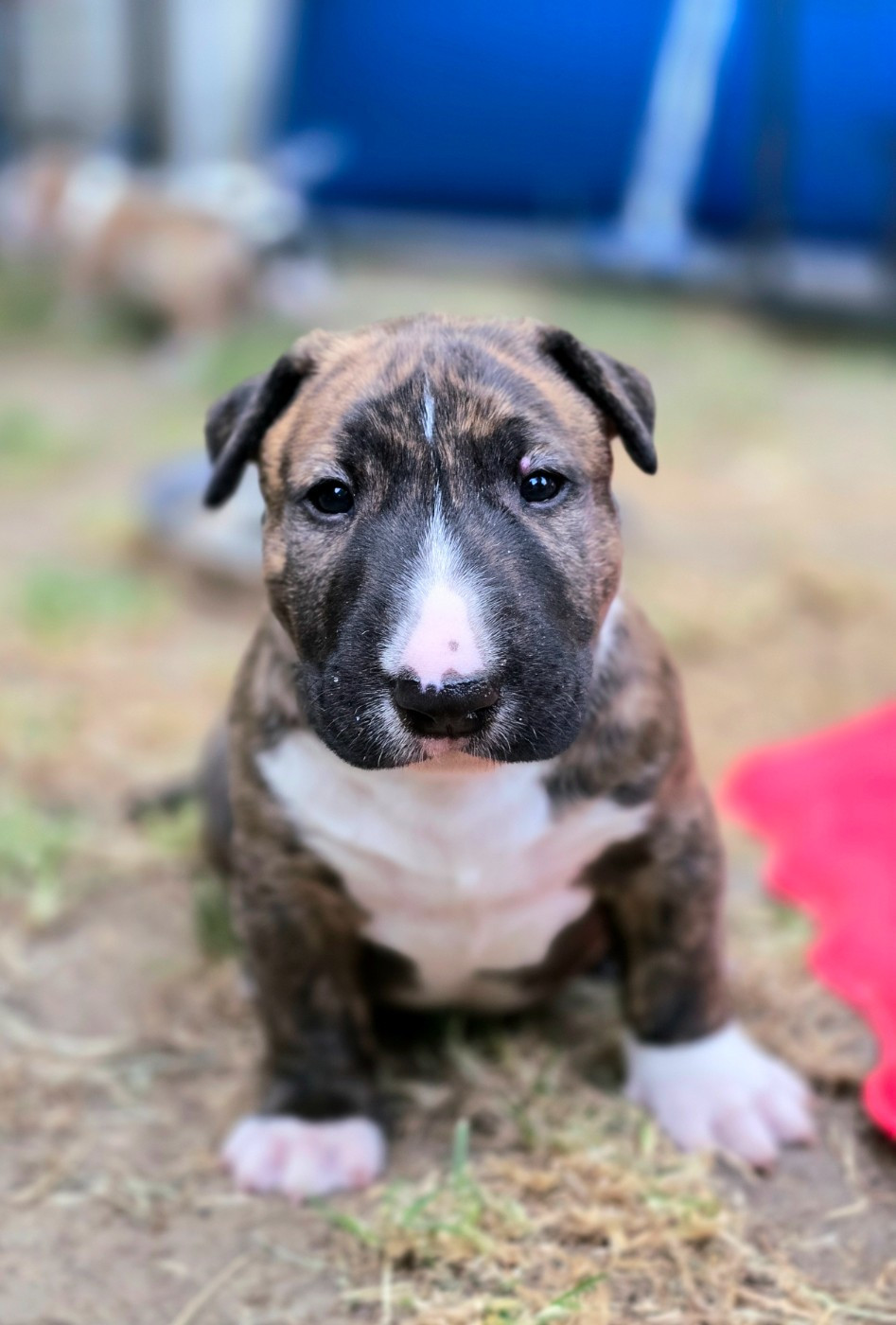 Down By Law - Chiots disponibles - Bull Terrier