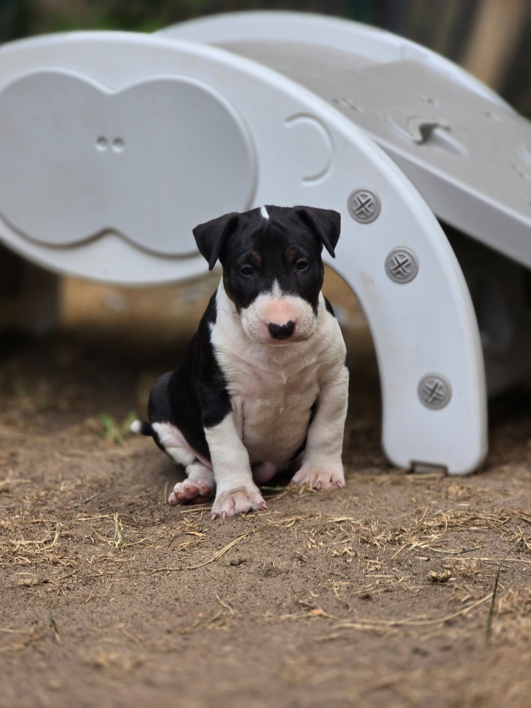 Down By Law - Chiots disponibles - Bull Terrier