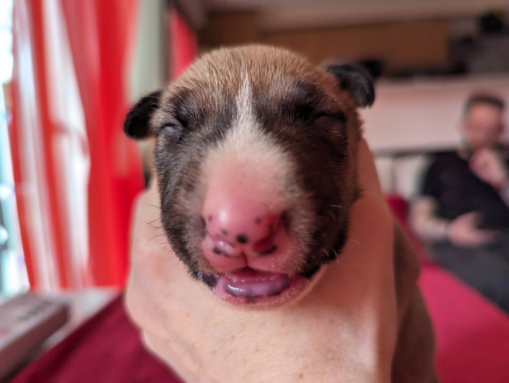 Down By Law - Bull Terrier - Portée née le 26/03/2024