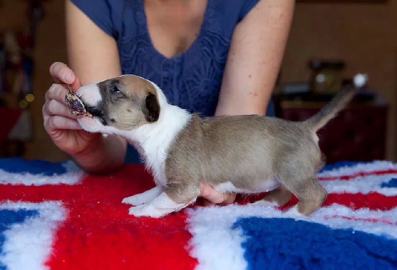 Down By Law - Bull Terrier - Portée née le 07/11/2013