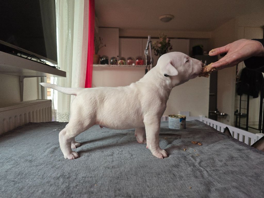 Down By Law - Chiots disponibles - Bull Terrier